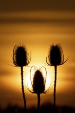 Teasel (Dipsacus fullonum) silhouette of a three plant seedheads at sunset, England, United Kingdom