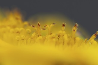 Annual sunflower (Helianthus annuus) yellow flower close up of stamen in summer, England, United