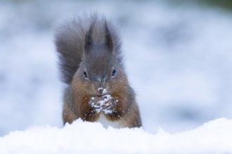 Red squirrel (Sciurus vulgaris) adult mammal eating a nut in snow in winter, Yorkshire, England,