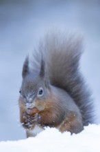 Red squirrel (Sciurus vulgaris) adult mammal carrying a nut in its mouth in snow in winter,