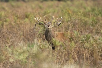 Red deer (Cervus elaphus) adult male stag mammal roaring in the annual rut in autumn, England,