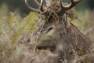 Red deer (Cervus elaphus) adult male stag mammal with bracken on its head in the annual rut in