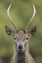 Red deer (Cervus elaphus) juvenile male stag mammal head portrait in autumn, England, United