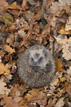 European hedgehog (Erinaceus europaeus) adult mammal curled in a ball during hibernation on fallen