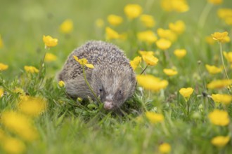European hedgehog (Erinaceus europaeus) adult mammal in a countryside meadow with Buttercup