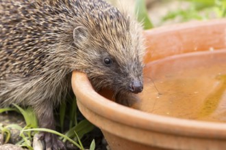 European hedgehog (Erinaceus europaeus) adult mammal drinking water from a plant pot saucer in a