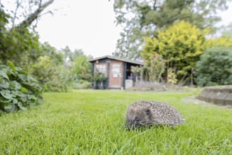 European hedgehog (Erinaceus europaeus) adult mammal walking on a garden grass lawn in summer,