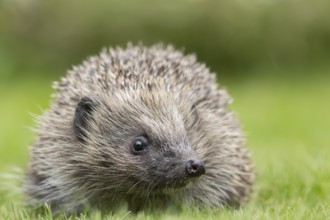 European hedgehog (Erinaceus europaeus) adult mammal on a garden grass lawn in summer, England,