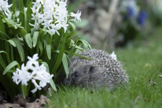 European hedgehog (Erinaceus europaeus) adult mammal on a garden grass lawn in spring, England,