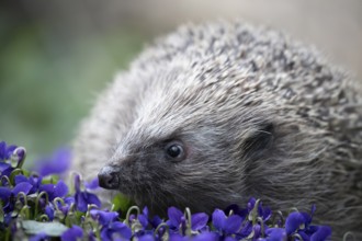 European hedgehog (Erinaceus europaeus) adult mammal on a garden border with blue Violet flowers in