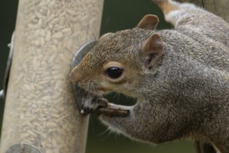 Grey squirrel (Sciurus carolinensis) adult mammal eating sunflower seed hearts from a garden bird