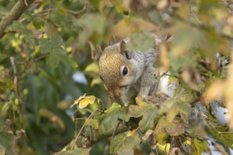 Grey squirrel (Sciurus carolinensis) adult mammal collecting Field maple tree seeds in autumn,