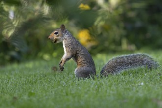 Grey squirrel (Sciurus carolinensis) adult mammal with a hazelnut in its mouth in autumn, England,