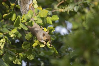 Grey squirrel (Sciurus carolinensis) adult mammal collecting hazelnut tree nuts in autumn, England,