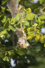 Grey squirrel (Sciurus carolinensis) adult mammal collecting hazelnut tree nuts in autumn, England,