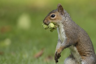 Grey squirrel (Sciurus carolinensis) adult mammal with two hazelnut tree nuts in its mouth in