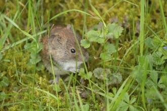 Field vole (Microtus agrestis) adult rodent mammal in grassland, England, United Kingdom