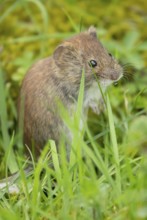 Field vole (Microtus agrestis) adult rodent mammal in grassland, England, United Kingdom