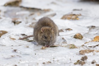 Brown rat (Rattus norvegicus) adult rodent mammal eating seed on frozen ground in winter, England,