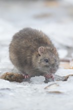 Brown rat (Rattus norvegicus) adult rodent mammal eating seed on frozen ground in winter, England,