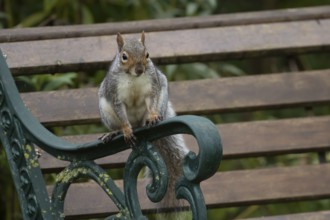 Grey squirrel (Sciurus carolinensis) adult mammal on a garden bench, England, United Kingdom