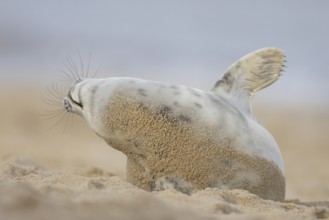 Grey seal (Halichoerus grypus) adult marine mammal stretching on a beach in winter, England, United