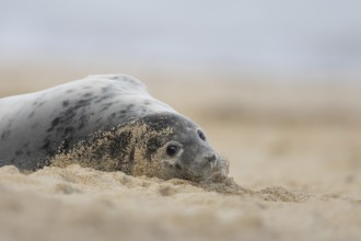 Grey seal (Halichoerus grypus) adult marine mammal resting on a beach in winter, England, United