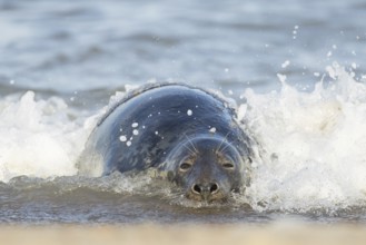Grey seal (Halichoerus grypus) adult marine mammal relaxing in the shallow waves of the sea,