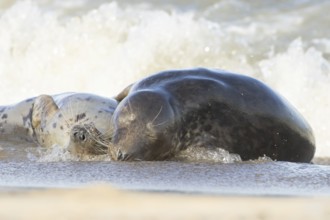 Grey seal (Halichoerus grypus) two adult marine mammals resting in the shallow waves of the sea,