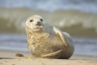 Grey seal (Halichoerus grypus) adult marine mammal on a beach, England, United Kingdom