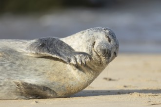 Common or Harbour or Habor seal (Phoca vitulina) adult marine mammal on a beach, England, United