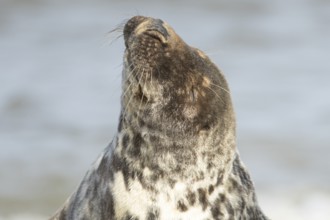 Grey seal (Halichoerus grypus) adult marine mammal shaking its head, England, United Kingdom