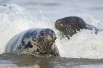 Grey seal (Halichoerus grypus) two adult marine mammals in the shallow waves of the sea, England,