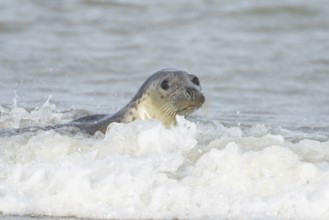 Grey seal (Halichoerus grypus) adult marine mammal swimming in the sea, England, United Kingdom