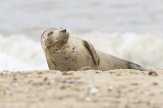 Grey seal (Halichoerus grypus) adult marine mammal sleeping on a beach, England, United Kingdom