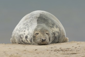 Grey seal (Halichoerus grypus) adult marine mammal sleeping on a seaside beach, England, United