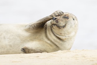 Common or Harbour or Habor seal (Phoca vitulina) adult marine mammal resting on a beach, England,