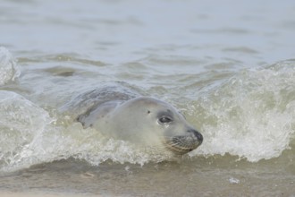 Grey seal (Halichoerus grypus) adult marine mammal in the shallow waves of the sea, England, United