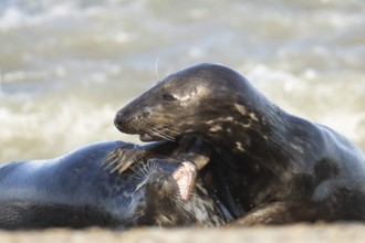 Grey seal (Halichoerus grypus) two adult marine mammals playing on a beach, England, United Kingdom