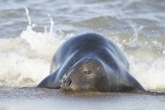 Grey seal (Halichoerus grypus) adult marine mammal relaxing in the shallow waves of the sea on a