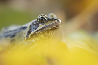 Common frog (Rana temporaria) adult amphibian amongst fallen autumn leaves in a garden, England,