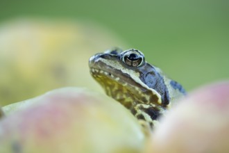 Common frog (Rana temporaria) adult amphibian amongst fallen apples fruit in a garden in autumn,