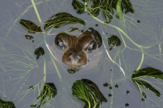 Common frog (Rana temporaria) adult amphibian on the water surface of a garden pond, England,