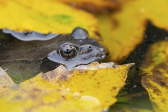 Common frog (Rana temporaria) adult amphibian on the water surface of a garden pond with fallen