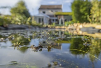 Common frog (Rana temporaria) adult amphibian on the water surface of a garden pond with a house in
