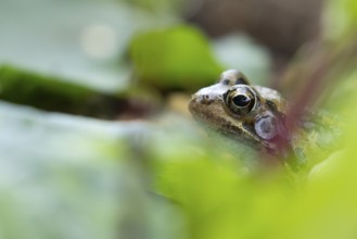 Common frog (Rana temporaria) adult amphibian amongst a garden vegetable border in summer, England,