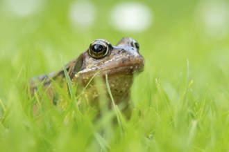 Common frog (Rana temporaria) adult amphibian on a garden grass lawn in summer, England, United
