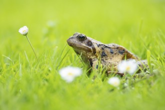 Common frog (Rana temporaria) adult amphibian on a garden grass lawn with daisy flowers in summer,