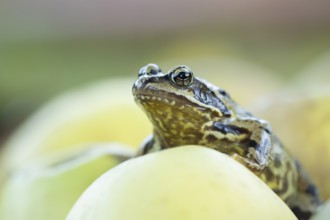 Common frog (Rana temporaria) adult amphibian on a fallen apple fruit in a garden in autumn,