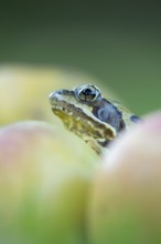 Common frog (Rana temporaria) adult amphibian amongst fallen apples fruit in a garden in autumn,